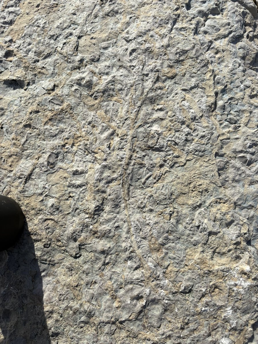 Tricaudae Studio (Stephanie Dziezyk) tweet media