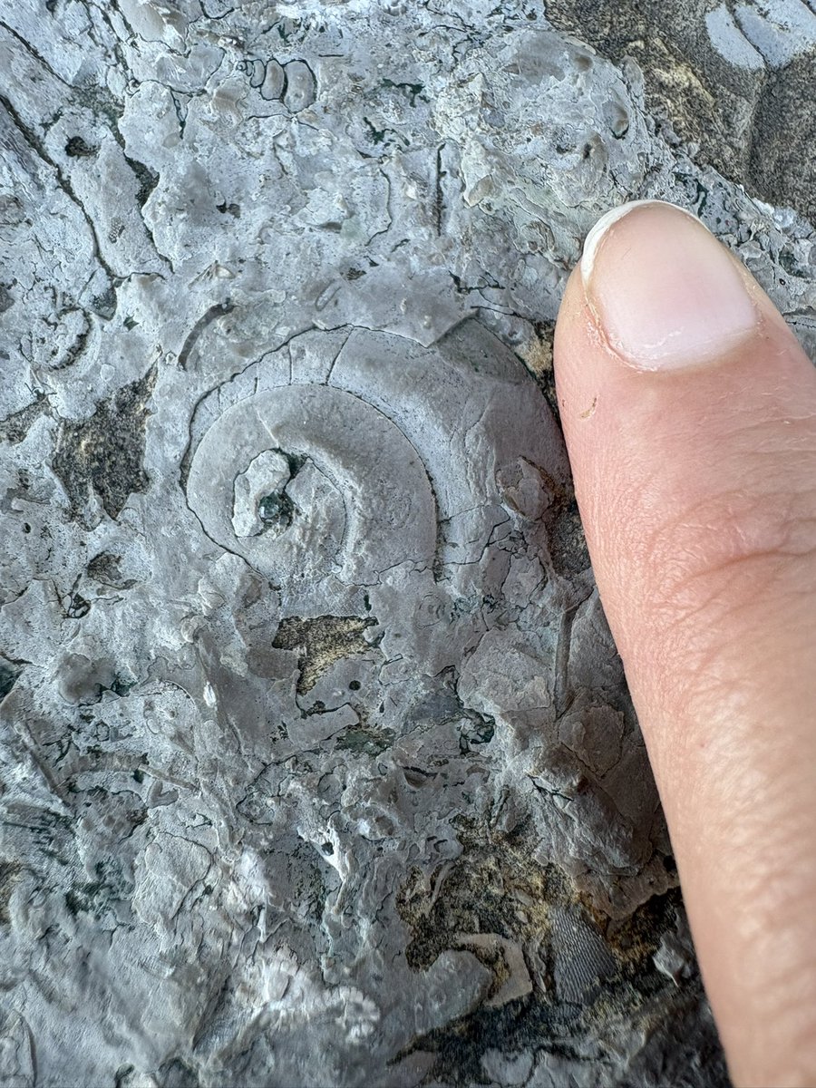 Tricaudae Studio (Stephanie Dziezyk) tweet media