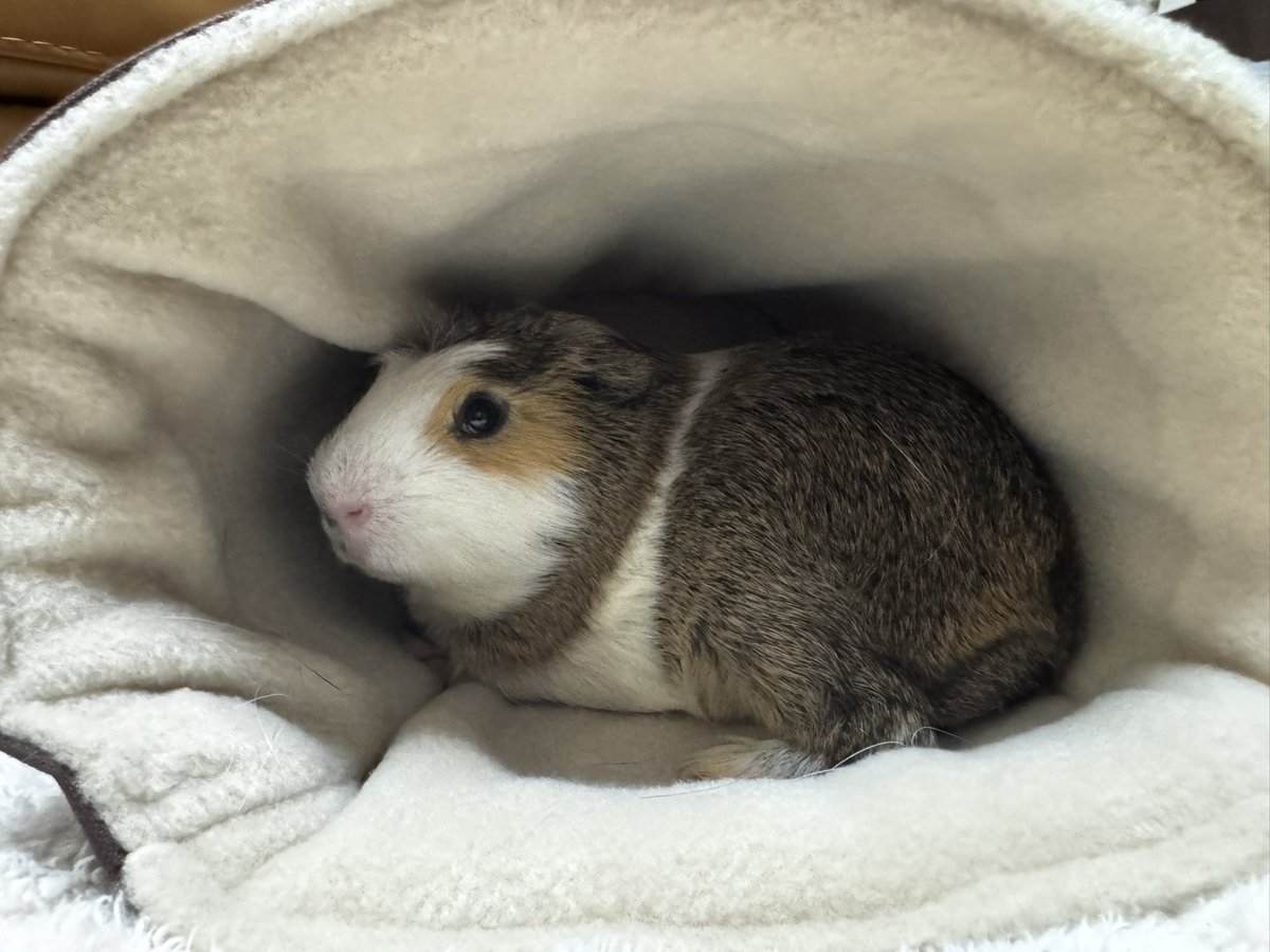 英語ではギニアの豚と呼ばれ、日本では天竺の鼠と呼ばれるこの生き物は韓国ではなんと呼びますか？