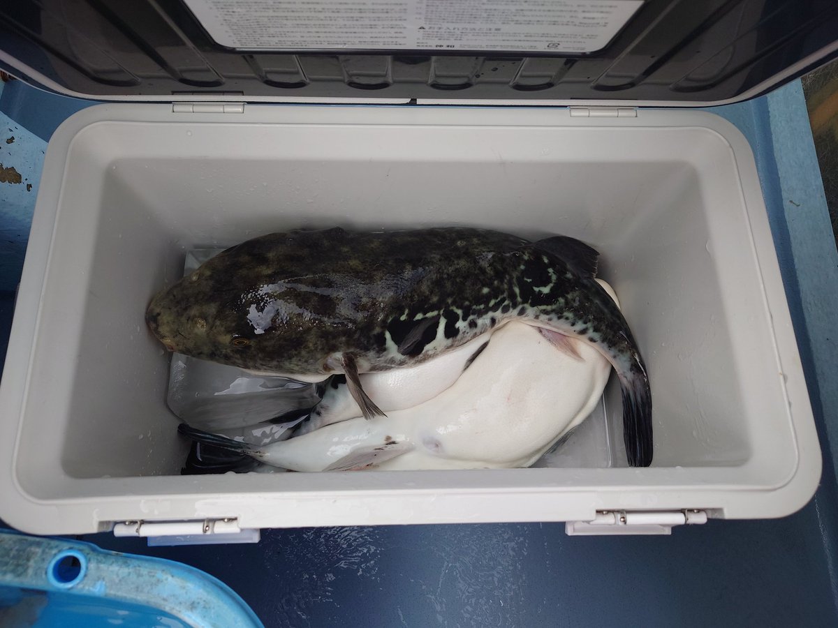 はくさい🐶釣り垢🎣 tweet media