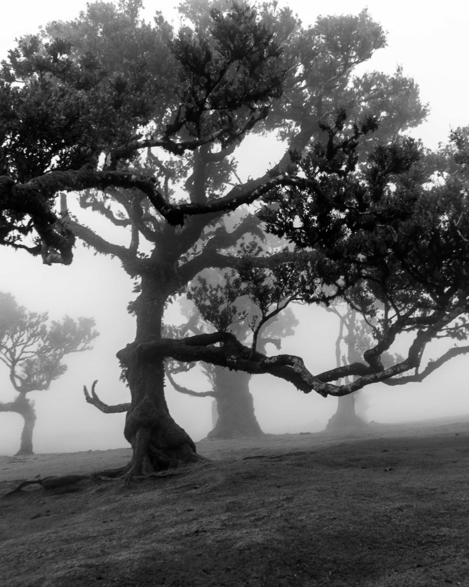 solracwk's tweet photo. Fotos d'un bosc a Madeira https://t.co/fxi1OZt7ta
