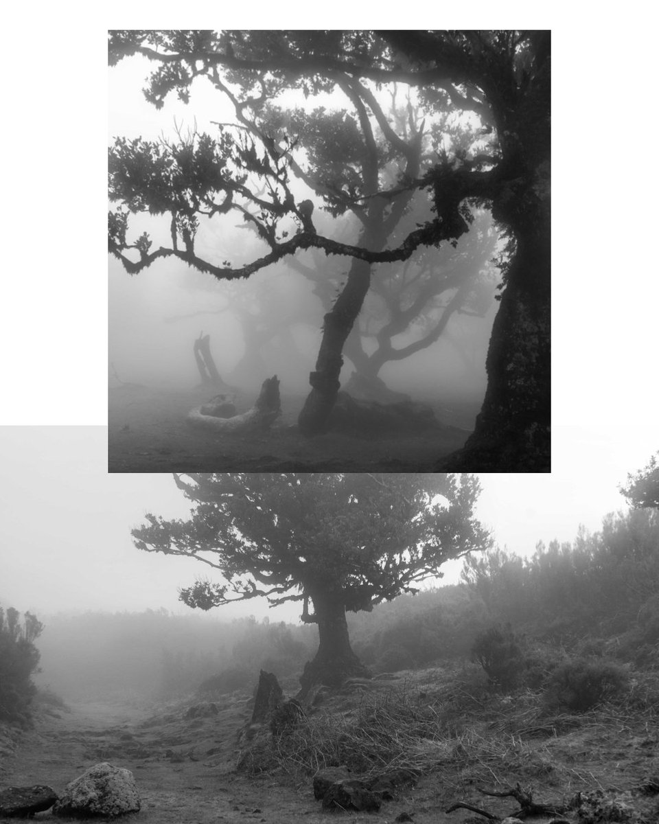 solracwk's tweet photo. Fotos d'un bosc a Madeira https://t.co/fxi1OZt7ta
