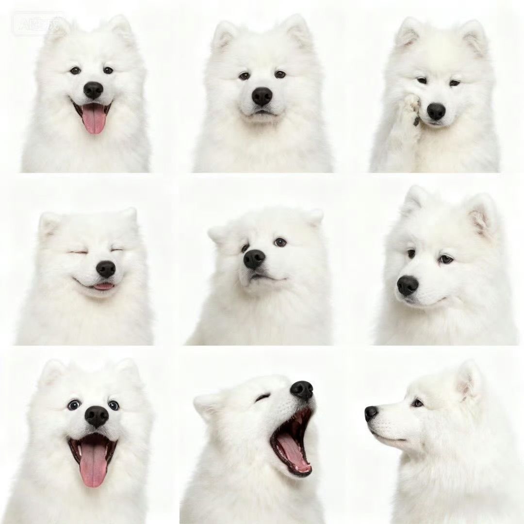 Kkori the Pupkeeper tweet media