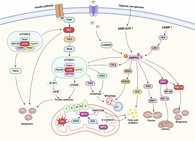 sigtrans_sttt's tweet photo. This study details how mitochondrial #MetabolicReprogramming drives #Cancer growth, highlighting innovative therapeutic strategies targeting these metabolic dependencies to improve outcomes in precision cancer treatment.
#STTT #OpenAccess: https://t.co/zrdKPNbitw https://t.co/oayY3K0JnX