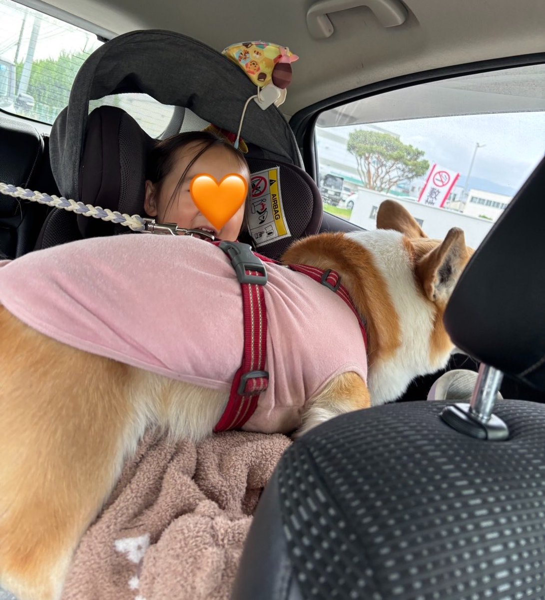 ひなた🐶 tweet media