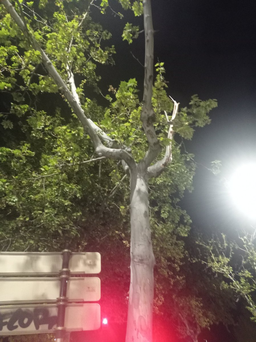 rodamosanz's tweet photo. Rama tronchada anoche en la calle Nochevieja en Valladolid. Aunque estaba colocada sobre el césped, viendo el árbol tuvo que caer en la calzada. No sé @AyuntamientoVLL, quizás convenía podar un poco las ramas largas, torcidas y con mucho peso de los plátanos de sombra... https://t.co/DqqGARa3Lj