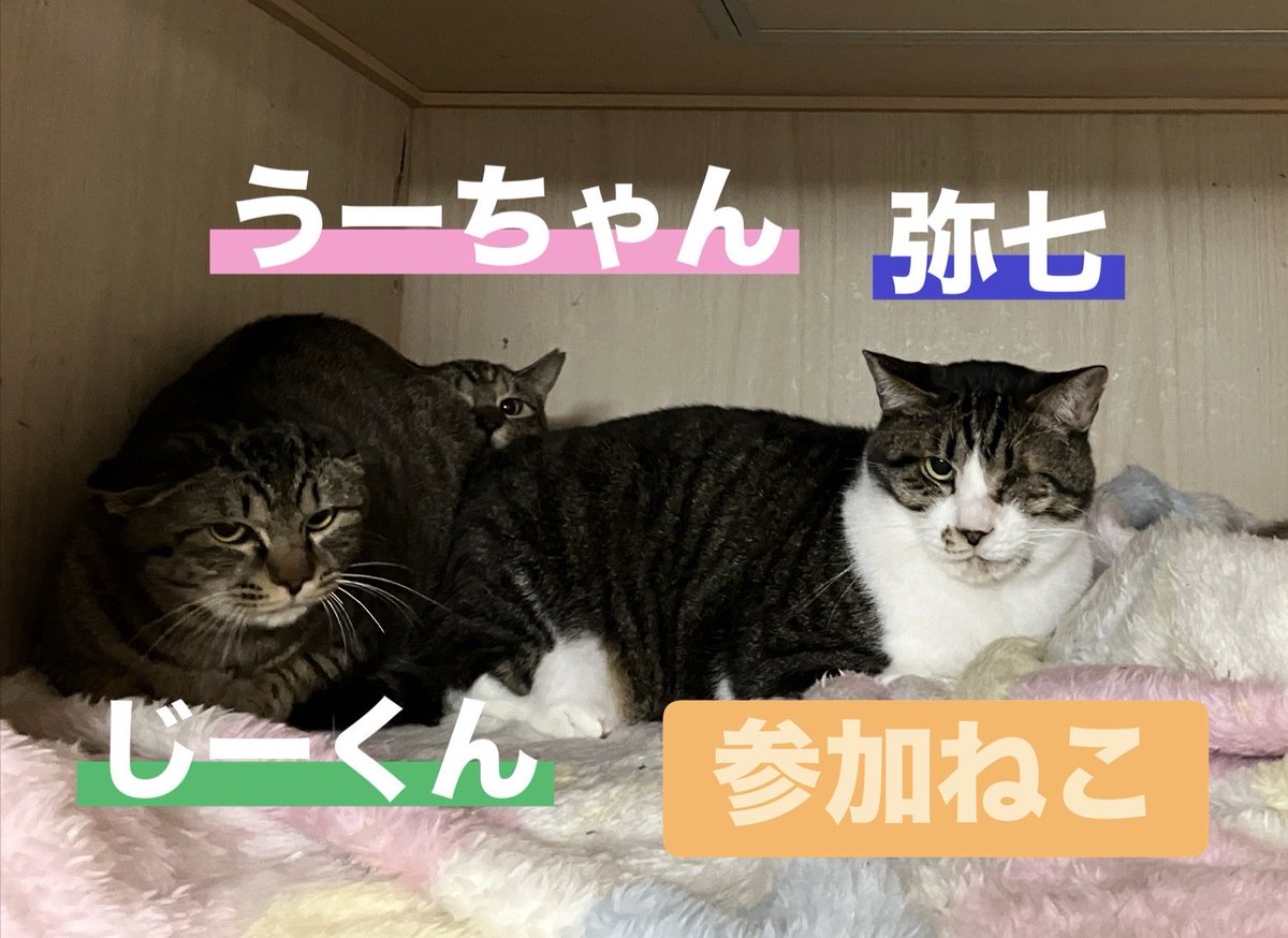 NPO法人地域猫管理協会 tweet media