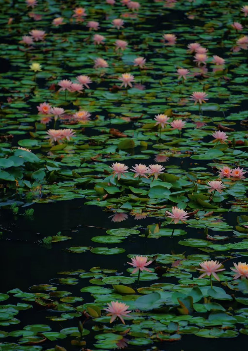 LaurenY48364351's tweet image. 大夫山森林公園七盞燈水库景区的湖面上
睡蓮宛如精靈般綻放🪷

#Guangzhou #廣州 #番禺區 #大夫山森林公園 #WaterLily #睡蓮