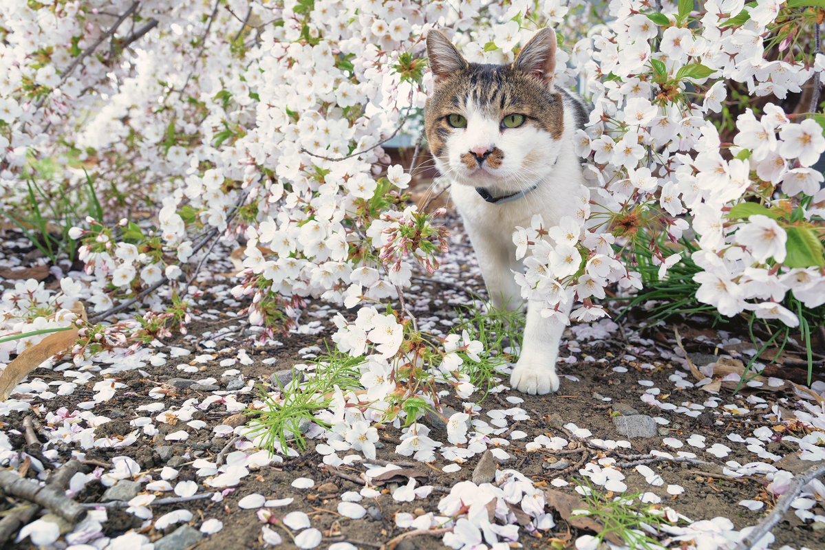 土肥美帆/写真家 tweet media