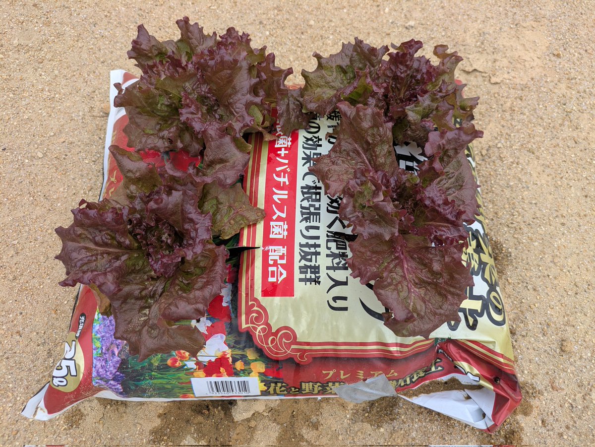 Schrodingers cat tweet media