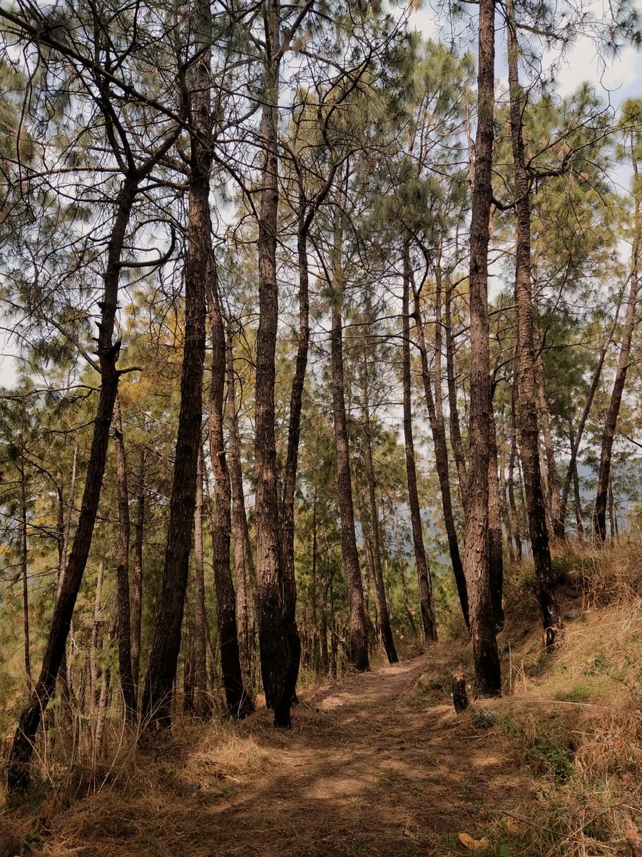 jsarzoza's tweet image. My #Morning #Pathway 🌲⛅️❄️🍁🍂💕☕️😋🤚🛩️