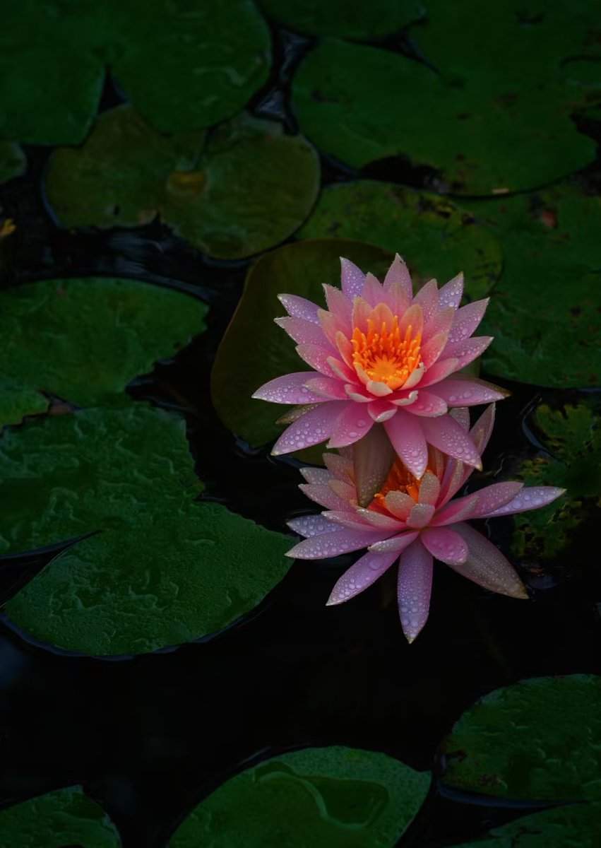 LaurenY48364351's tweet image. 大夫山森林公園七盞燈水库景区的湖面上
睡蓮宛如精靈般綻放🪷

#Guangzhou #廣州 #番禺區 #大夫山森林公園 #WaterLily #睡蓮