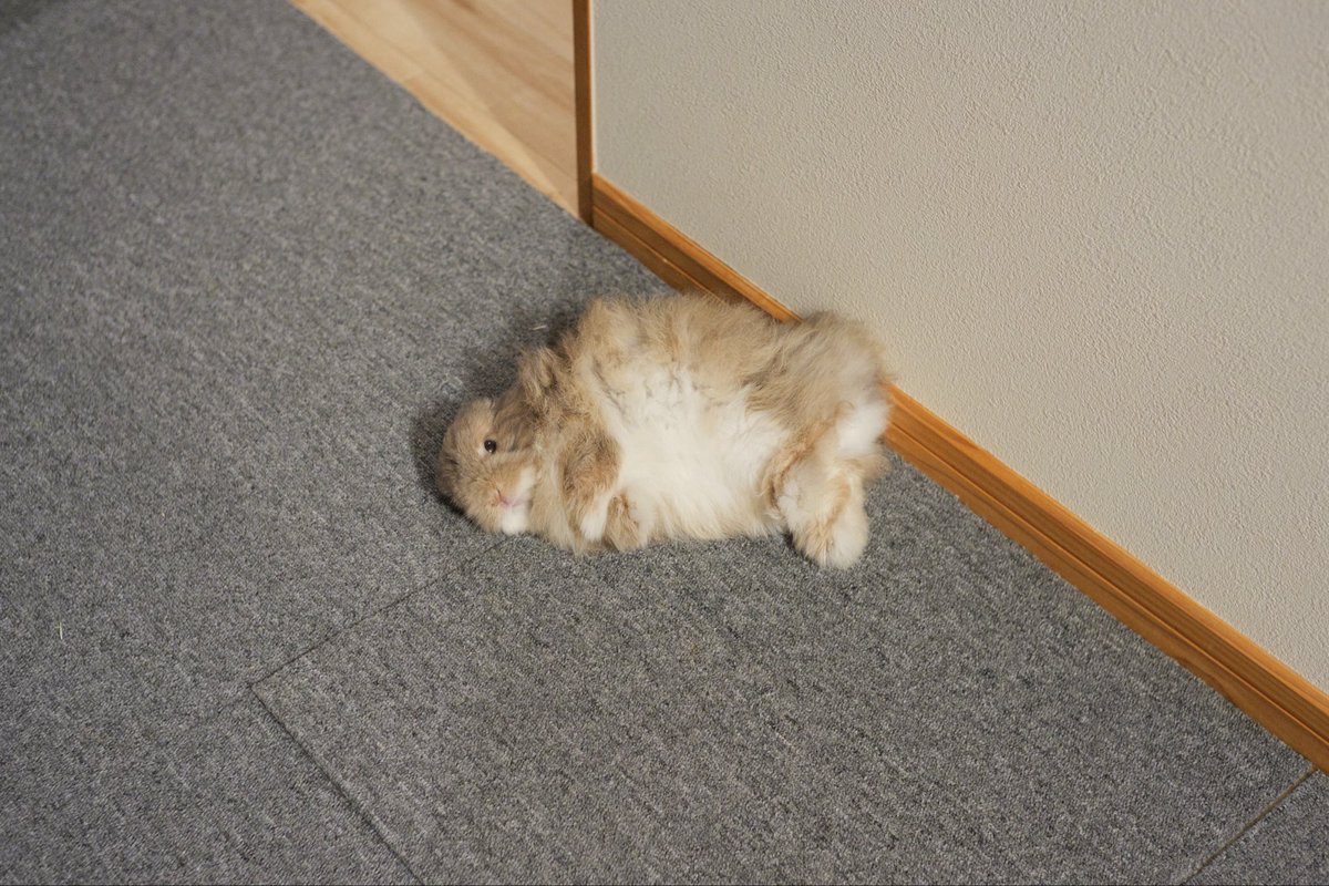 暖かくなるとうさぎさんがよくコテンしてくるから嬉しい✨