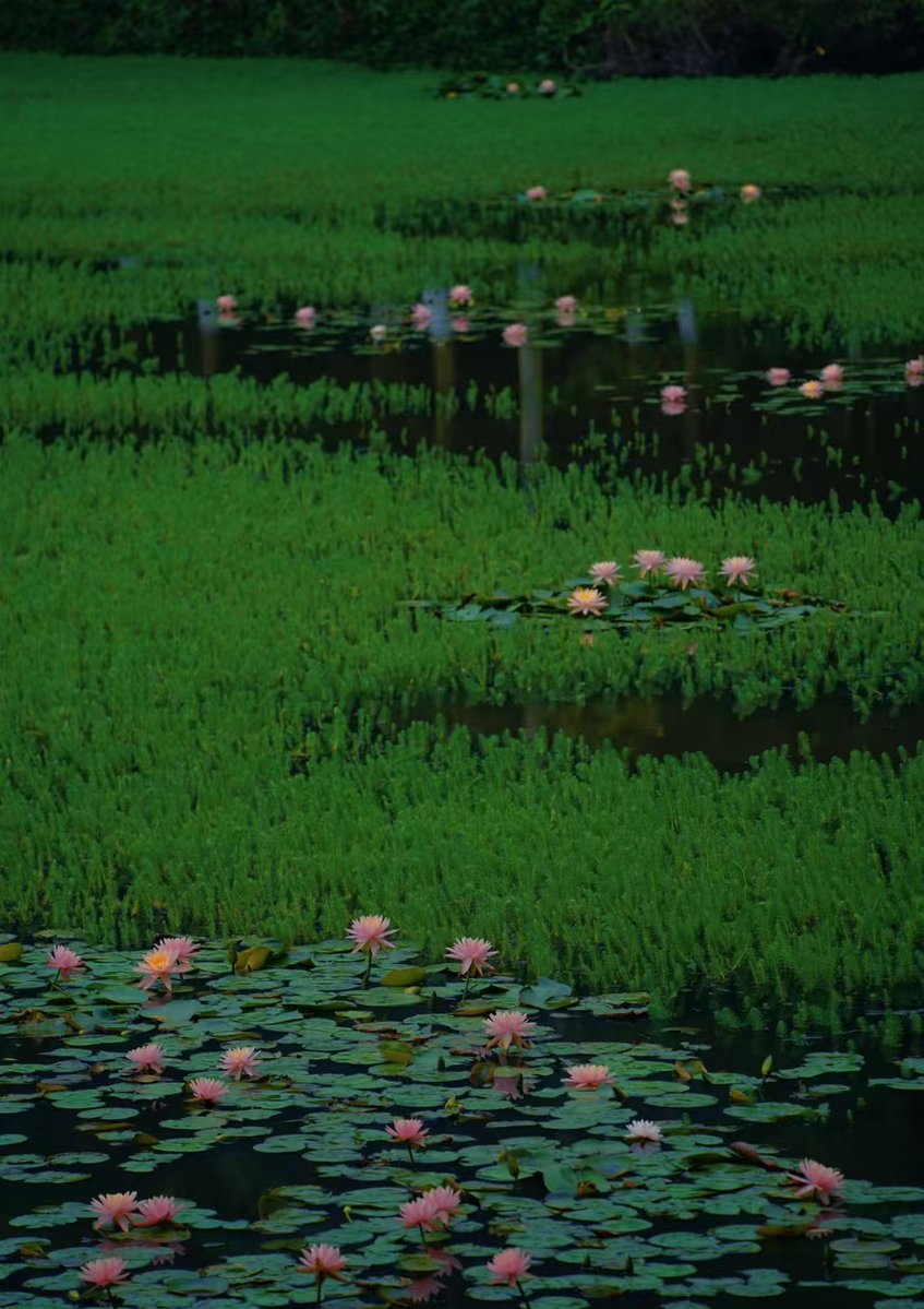 LaurenY48364351's tweet image. 大夫山森林公園七盞燈水库景区的湖面上
睡蓮宛如精靈般綻放🪷

#Guangzhou #廣州 #番禺區 #大夫山森林公園 #WaterLily #睡蓮