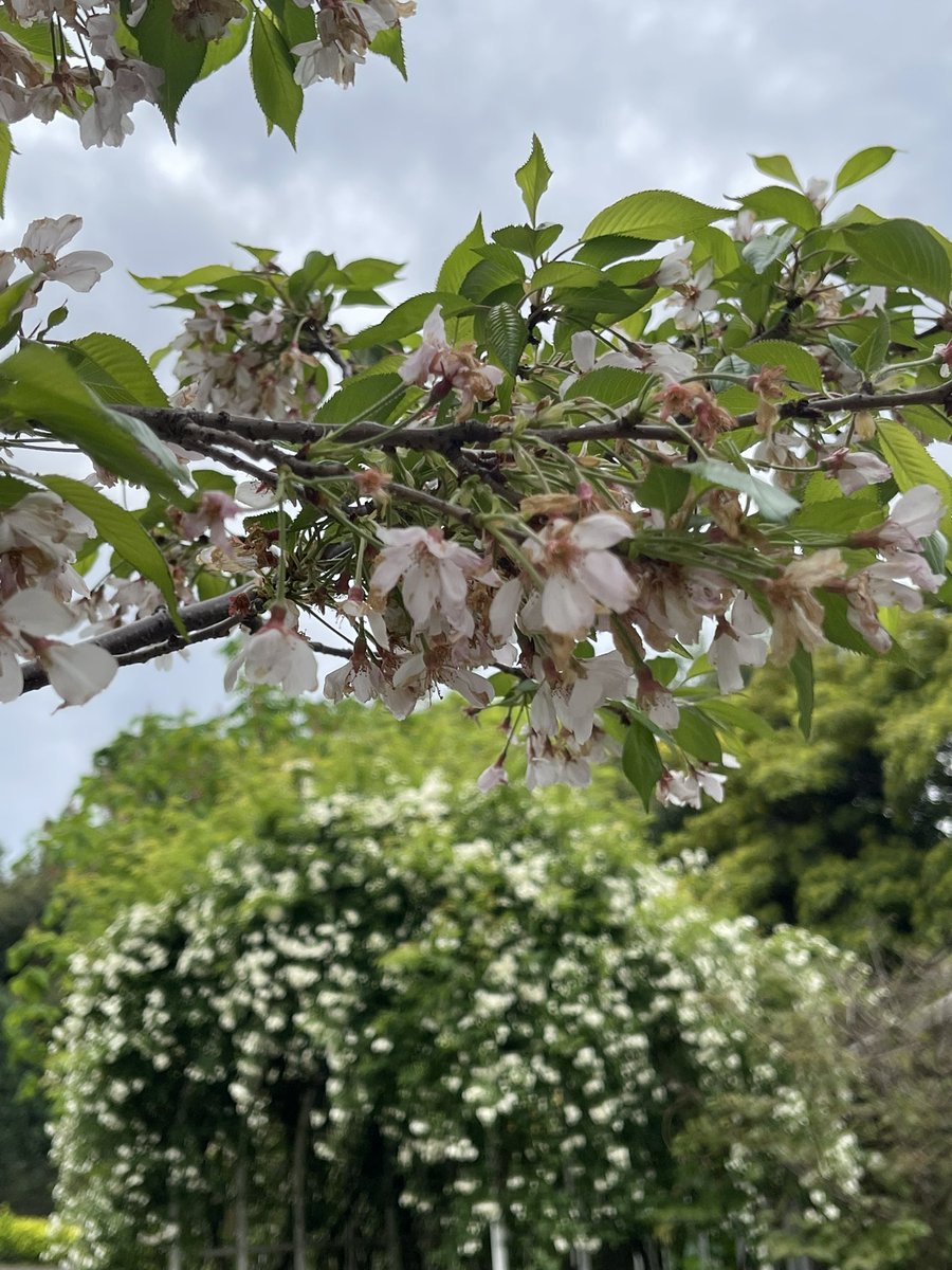 モコ姐 tweet media