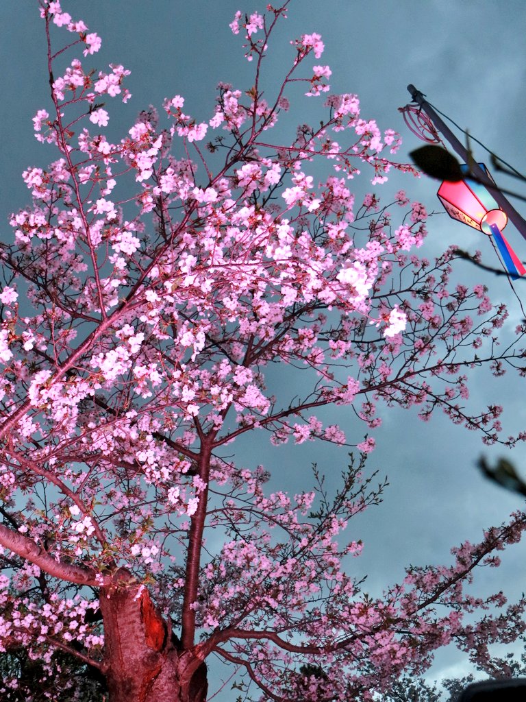 gtm_wing's tweet photo. ピンクライトに照らされた桜🌸 https://t.co/kdvS1Z2WCF