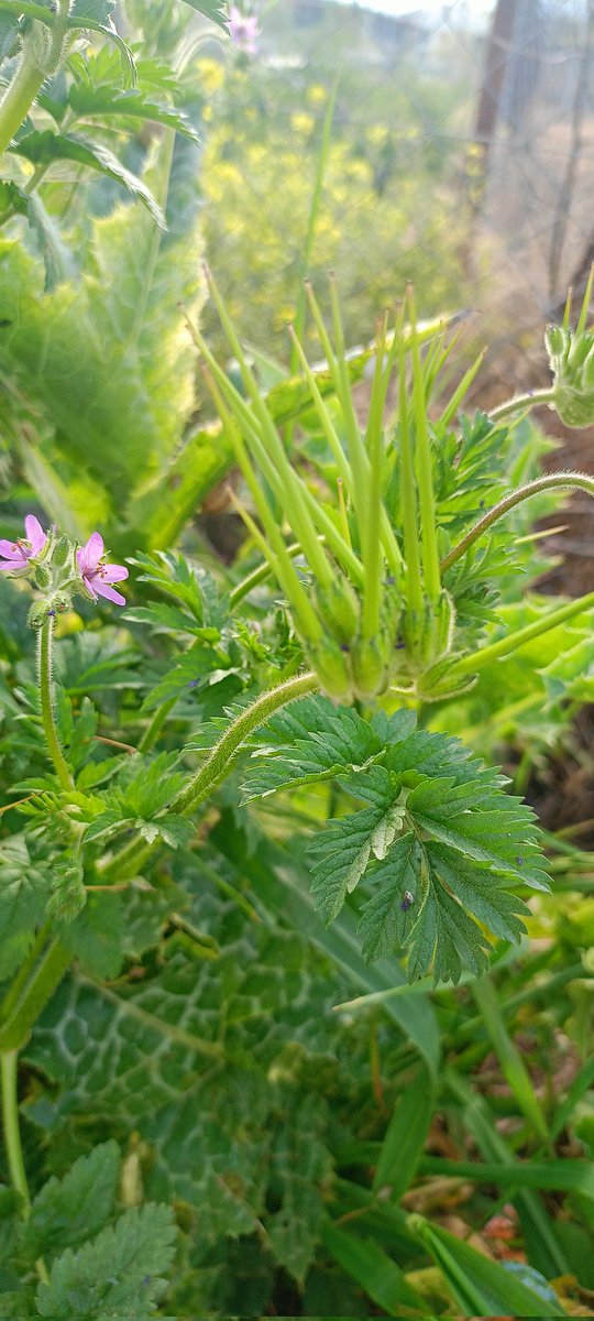 Ercan Dost tweet media