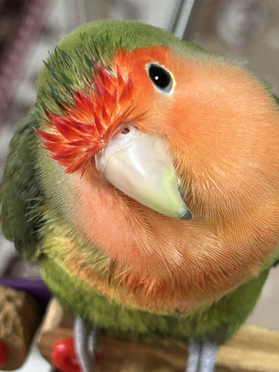 コザクラインコとは思えないフォルムのQちゃん💚
…いや、これぞコザクラインコなのかも💚