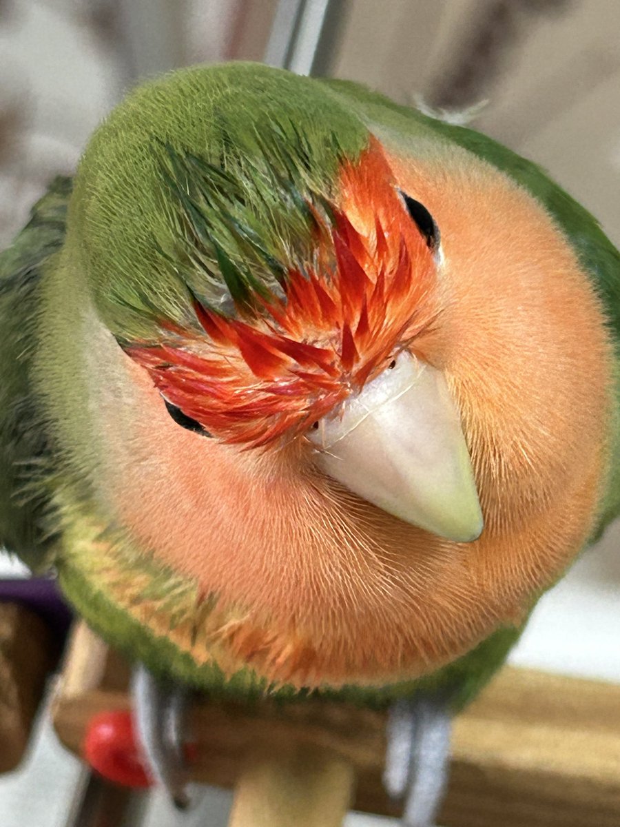 チャコママ^( 'Θ' )^ tweet media