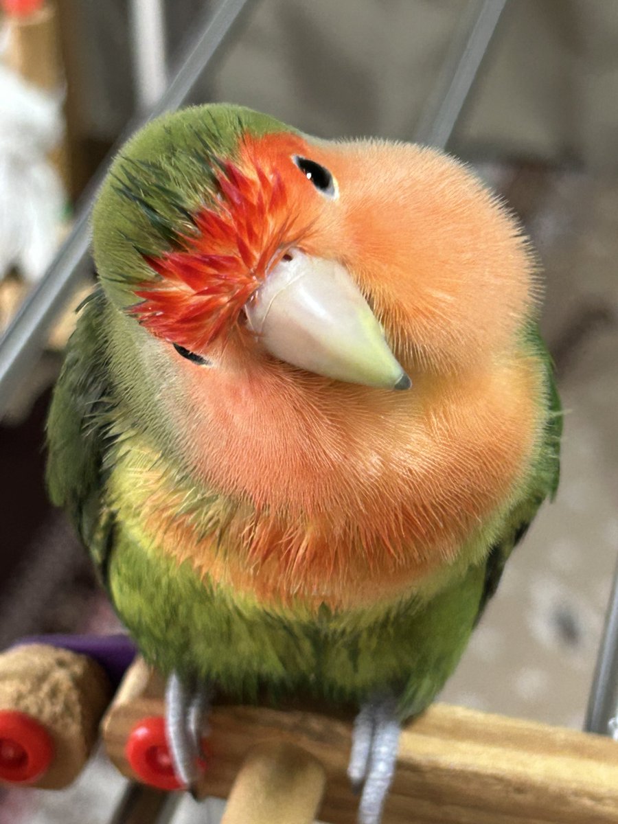 チャコママ^( 'Θ' )^ tweet media