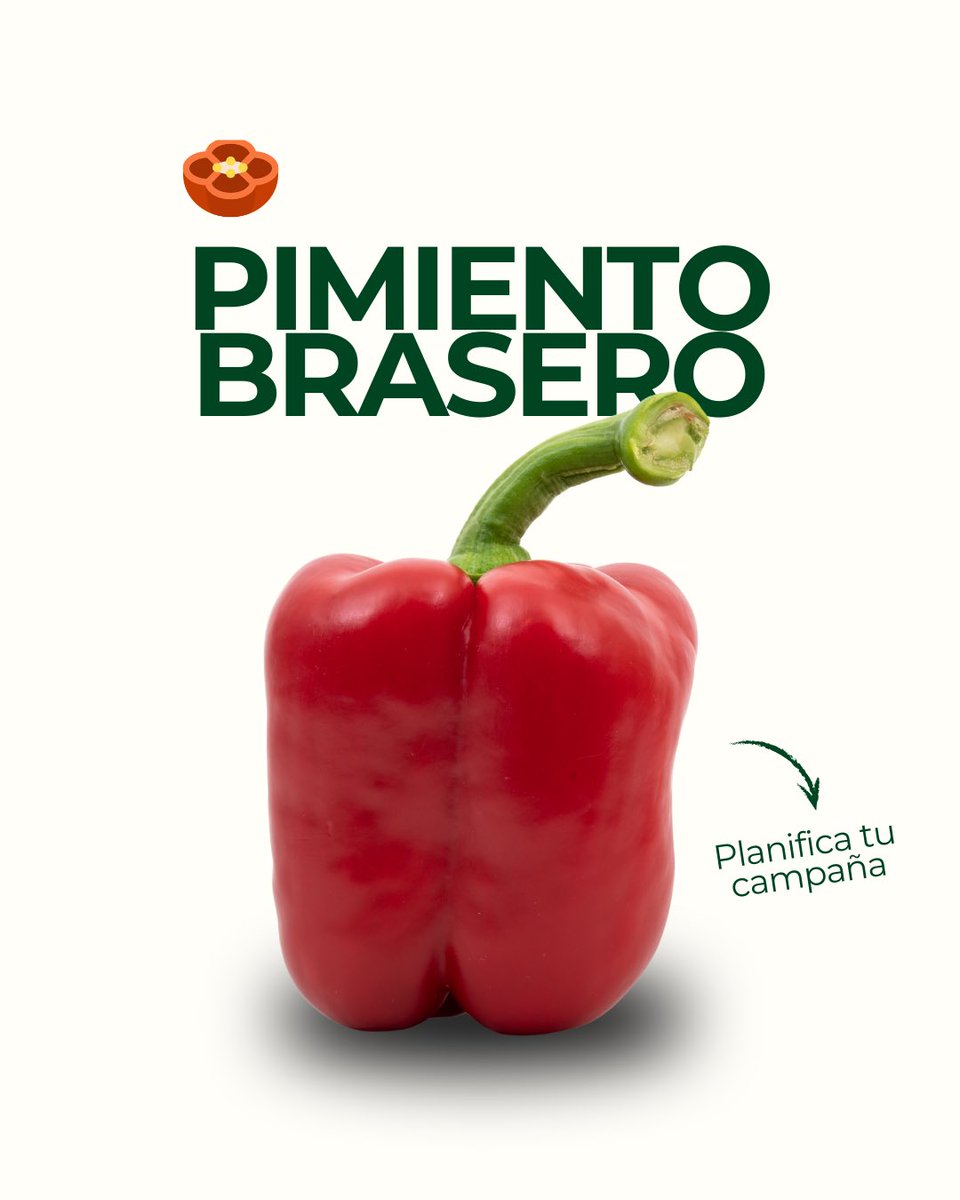 SeminisIberia's tweet image. El #pimiento que quieres asegurar antes de plantar. Brasero destaca por su potencial productivo, resistencia a oídio y un sistema radicular potente. Fruto de calibre estable, alta firmeza y tolerancia a cracking y BER.

📲 Planifica tu campaña.

#CultivaSeminis