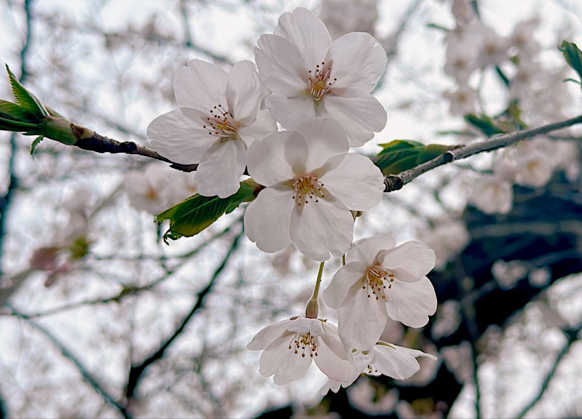 ゆの｡ tweet media