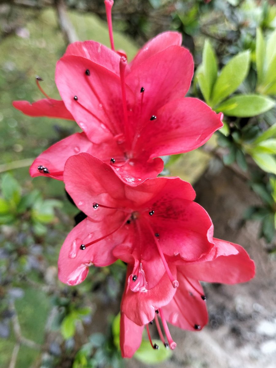 Bachicha en La Selva tweet media