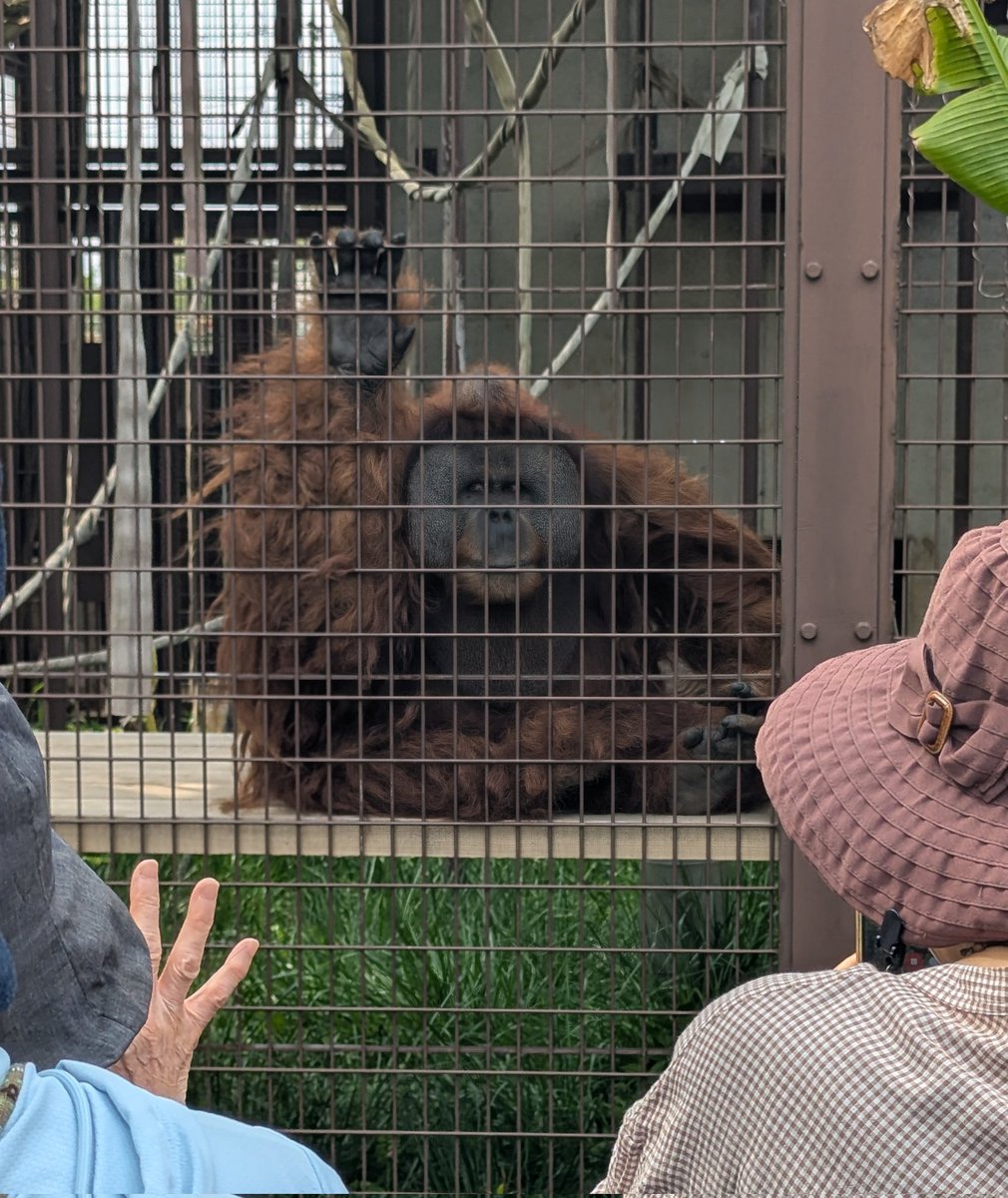 ぴろきっち tweet media