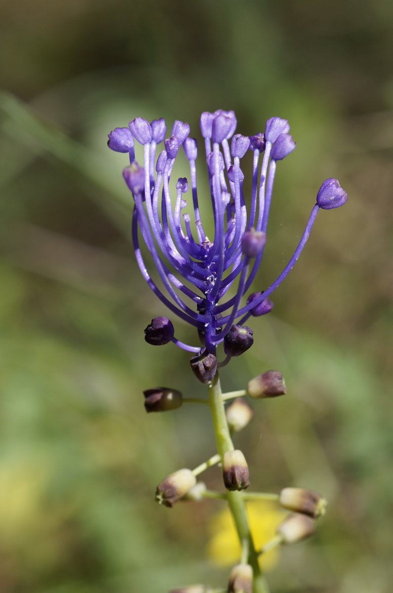 morgannike49's tweet photo. @VenetiaJane Muscari comosum
Wildflowers in Greece 
My macro photo https://t.co/MOPDRasf7z