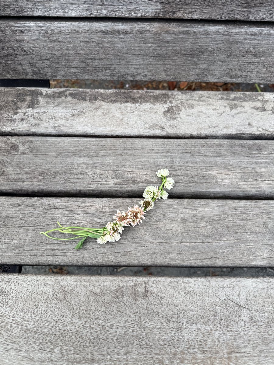 maimieちゃん🧸ボーカリスト tweet media