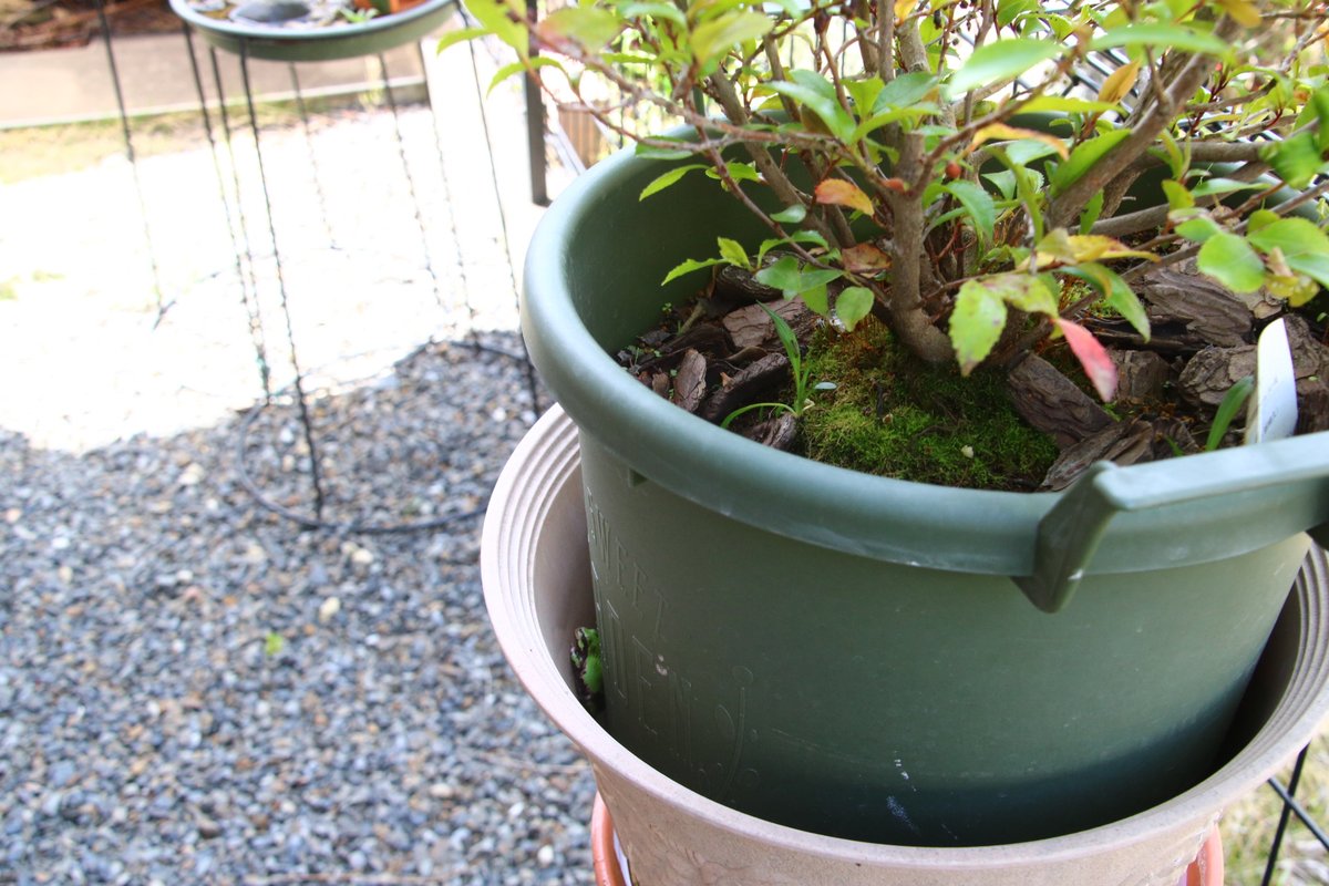 BirderChiba's tweet photo. Reunited with #JapaneseTreeFrog (eastern lineage of #DryophytesJaponicus) after winter slumber!
Garden regular since July 2024. Last seen Nov 2025; glad he survived. Still favors this spot between pots.
2026/04/12
#ヒガシ二ホンアマガエル
#アマガエル https://t.co/1AC64Dv66y
