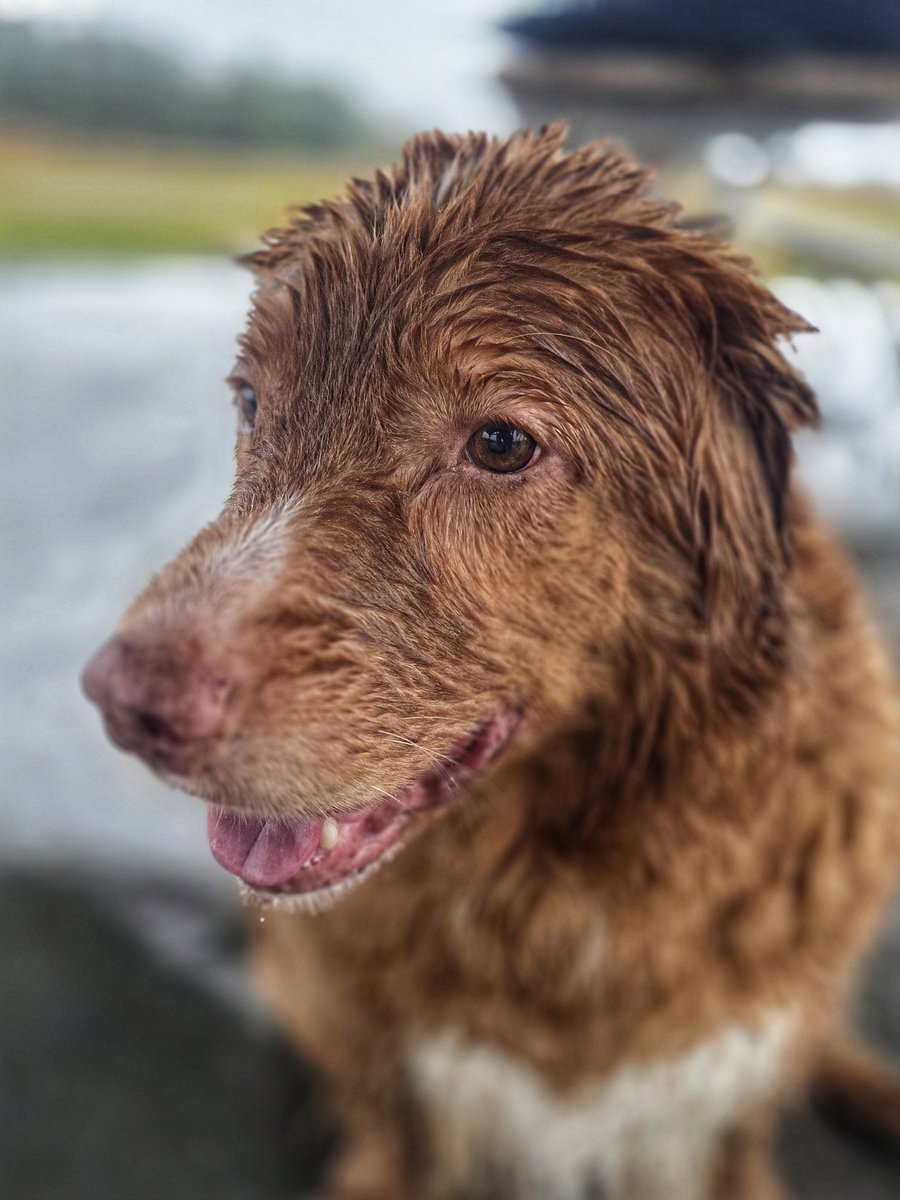 WalkinDogwalk's tweet photo. On this third straight day of rain, I had to post our #handsomeboy Juno on this very #wetdogWednesday !
π¦β€οΈπΎπΆπβ€οΈπ€π¦
#ducktoller #HappyHumpDay #walkinthedog https://t.co/NmCBK47S9y