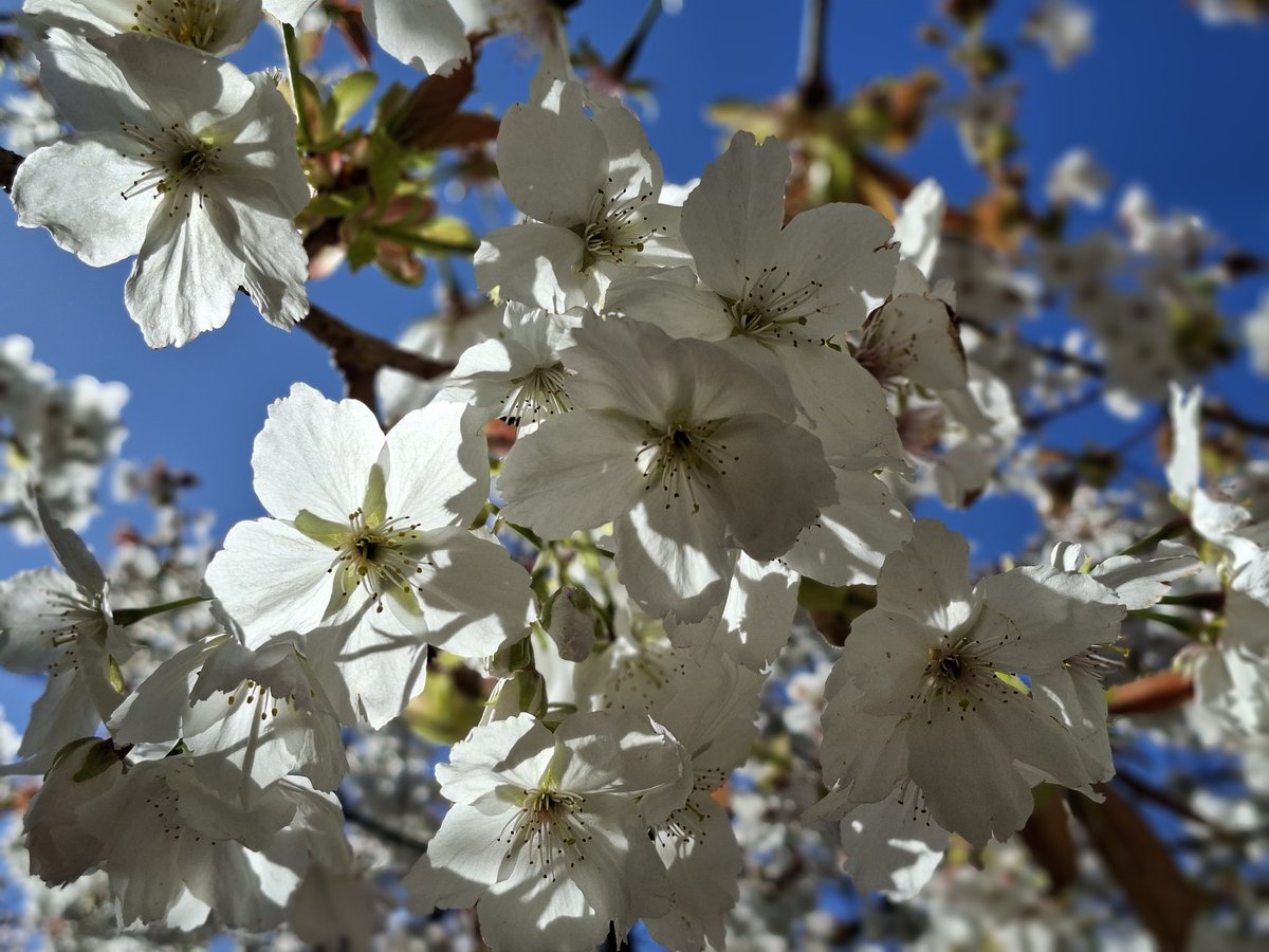 Helencello's tweet image. 🌸The Beauty of the Blossom🌸
The Largest 'Tai Haku Cherry Orchard in the world in its full glory.
(The Alnwick Garden, Northumberland)
@NorthEastTweets #Blossom #Northumberland #springtime
