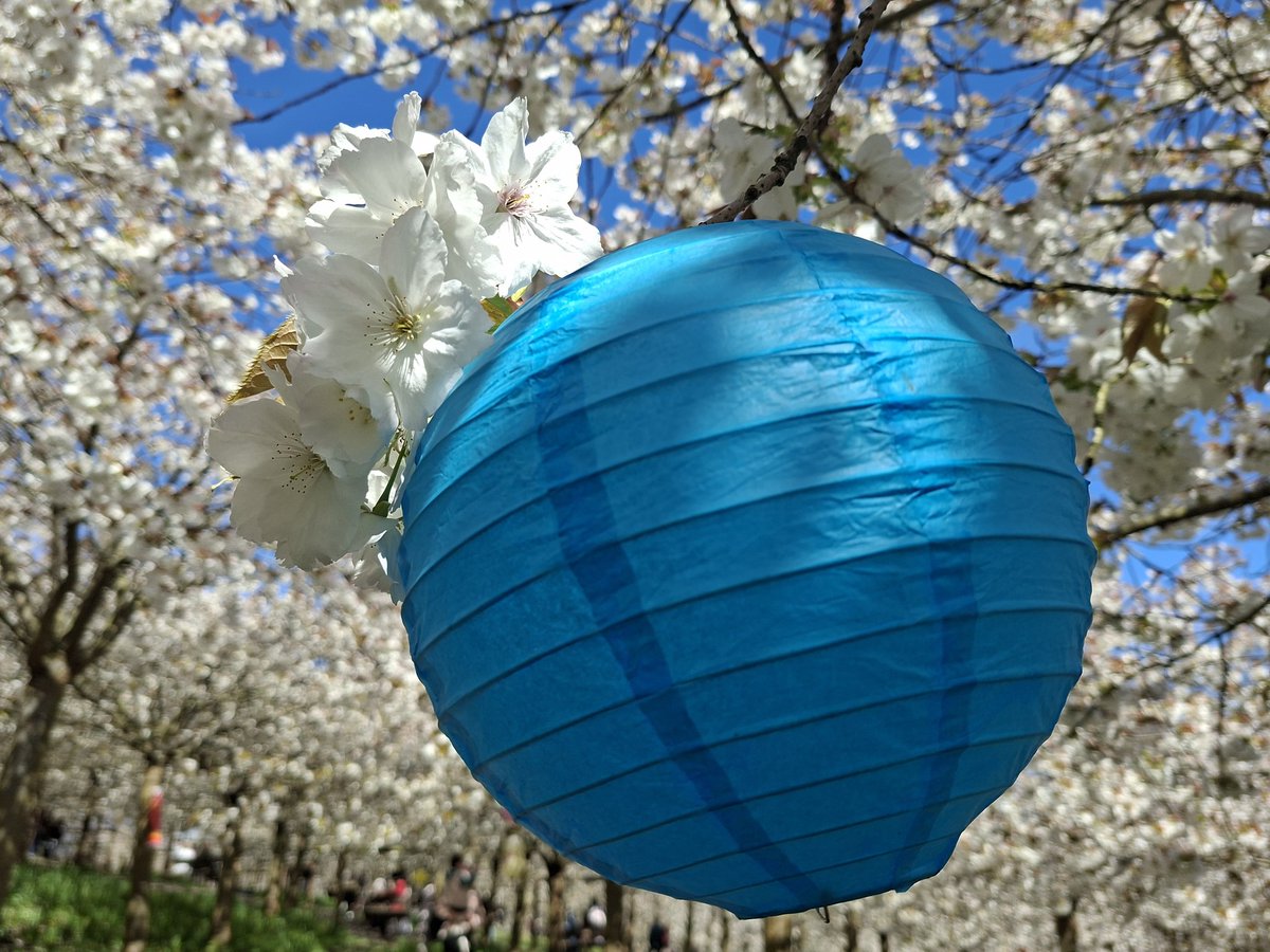 Helencello's tweet image. 🌸The Beauty of the Blossom🌸
The Largest 'Tai Haku Cherry Orchard in the world in its full glory.
(The Alnwick Garden, Northumberland)
@NorthEastTweets #Blossom #Northumberland #springtime