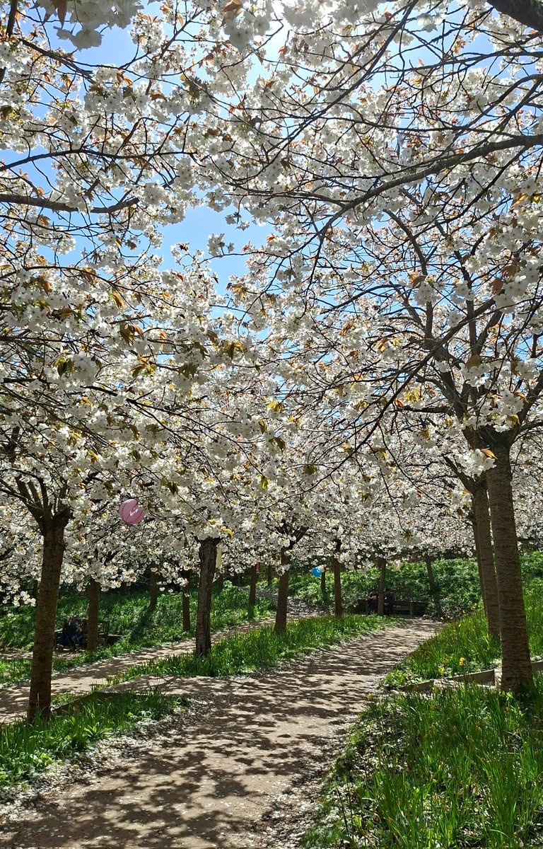 Helencello's tweet image. 🌸The Beauty of the Blossom🌸
The Largest 'Tai Haku Cherry Orchard in the world in its full glory.
(The Alnwick Garden, Northumberland)
@NorthEastTweets #Blossom #Northumberland #springtime