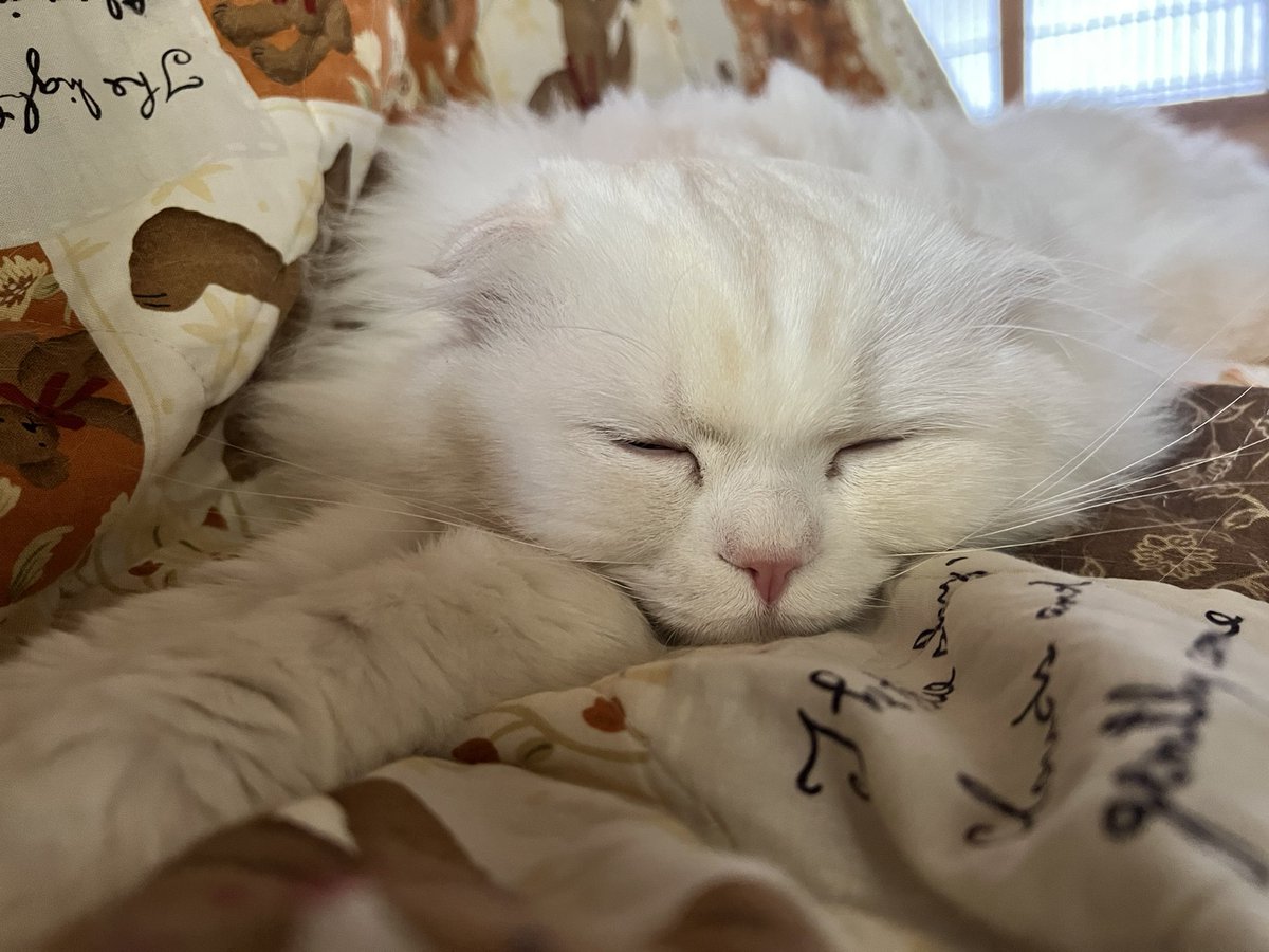 sumis600 tweet media