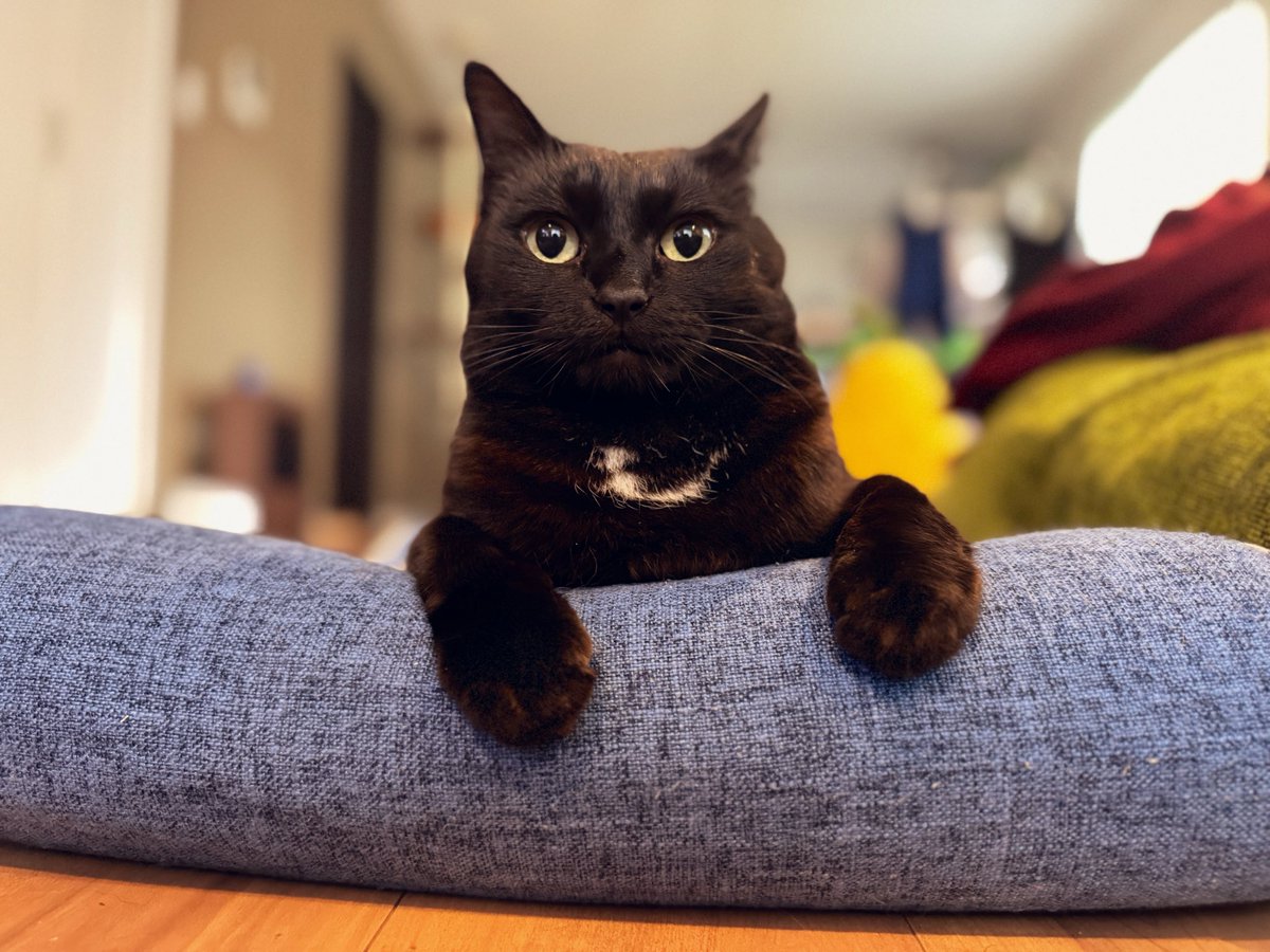 凛々しすぎて胸の模様が時々スーツに見える。