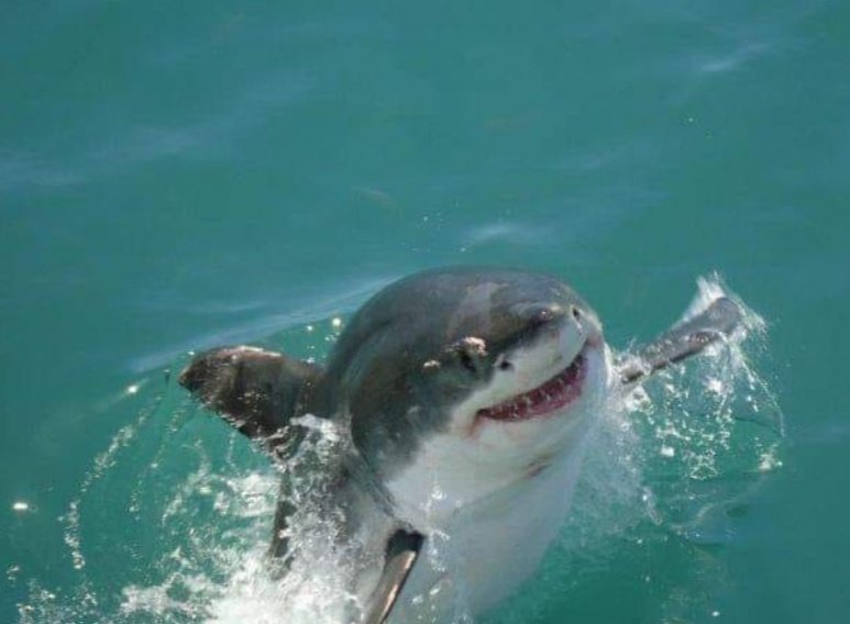 AverageShark tweet media