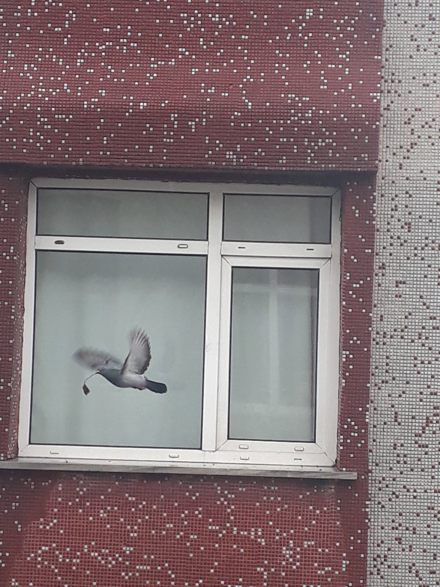 BERCESTE tweet media