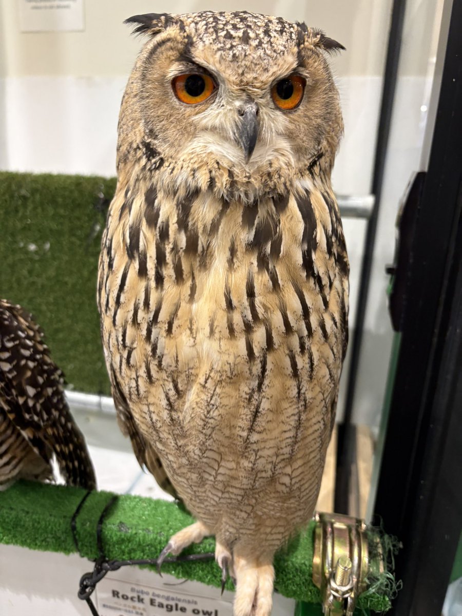 Mickey&Gon新座店 アクアリウム&エキゾチック tweet media