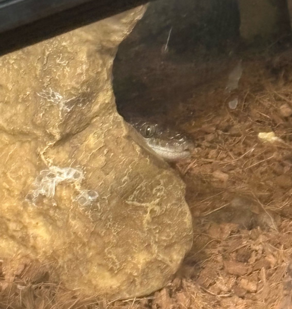 かに🦀 tweet media