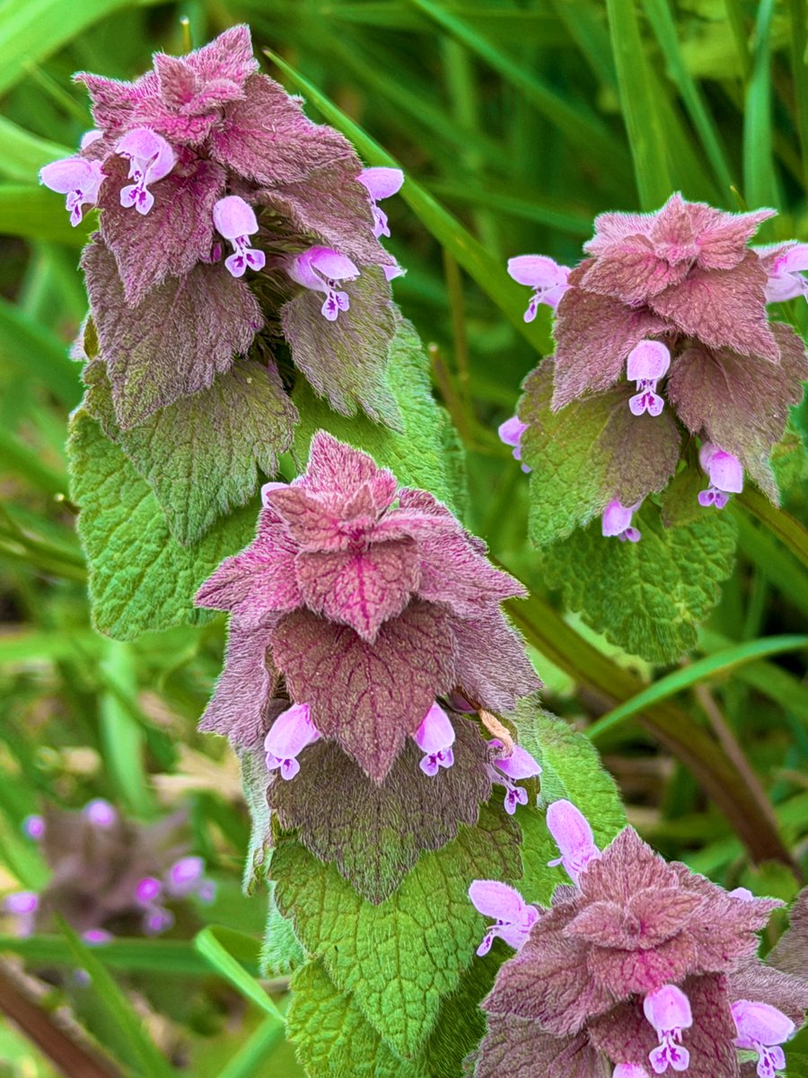富士山コレクター大宮仁 tweet media