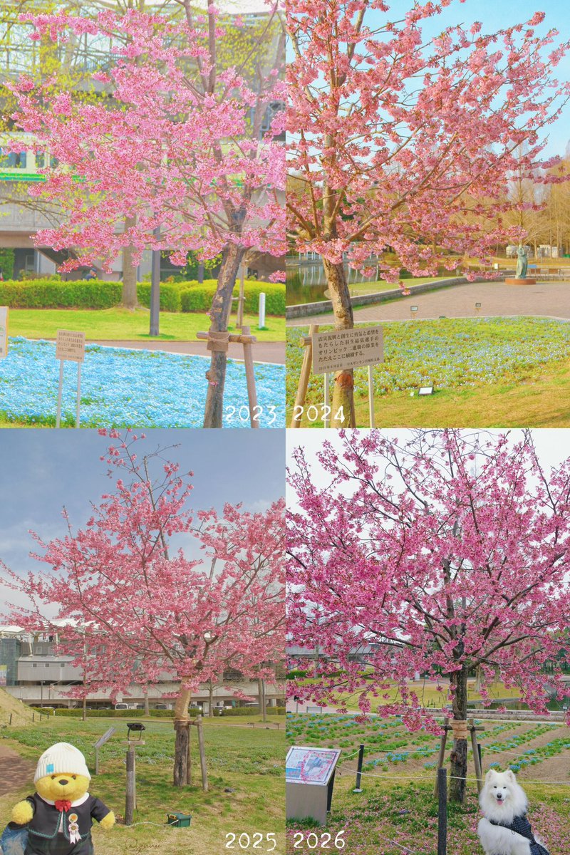 HANYUAHOLIC's tweet photo. 4年連続で4月に仙台に来ています。2023年はSOI、2024年はREPRAY、2025年はゆづ桜をただ見に、2026年はREALIVE。どの年も写真を撮ってきたけど、ゆづさくら、本当に大きくなったね。

 #ゆづ桜 #羽生結弦 #YuzuruHanyu𓃵 https://t.co/qxw5V3rHHF