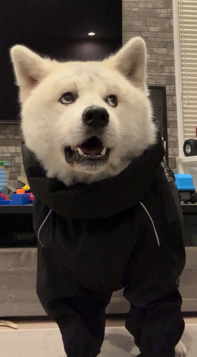凛太郎🐕もふもふ秋田犬 tweet media