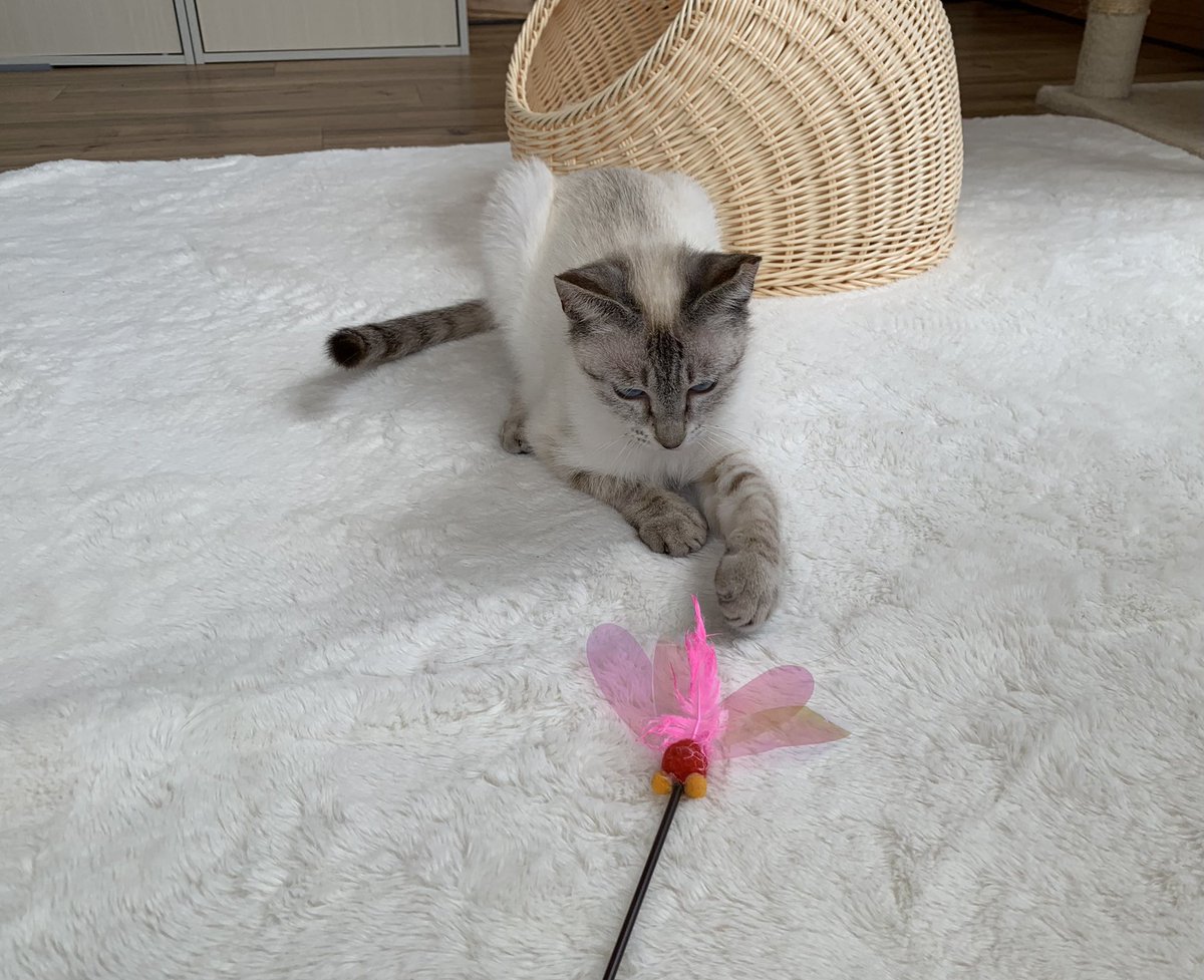 保護猫カフェうたたね tweet media