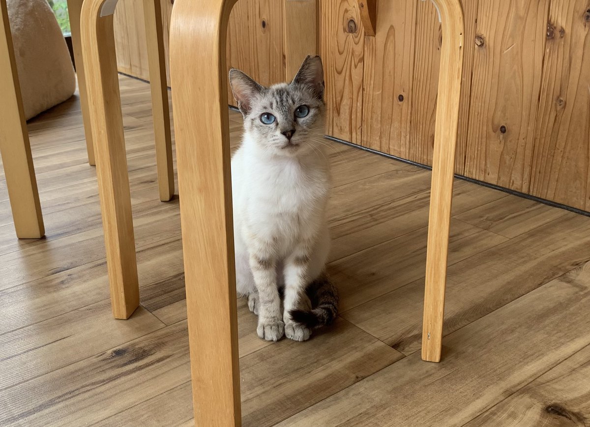 保護猫カフェうたたね tweet media