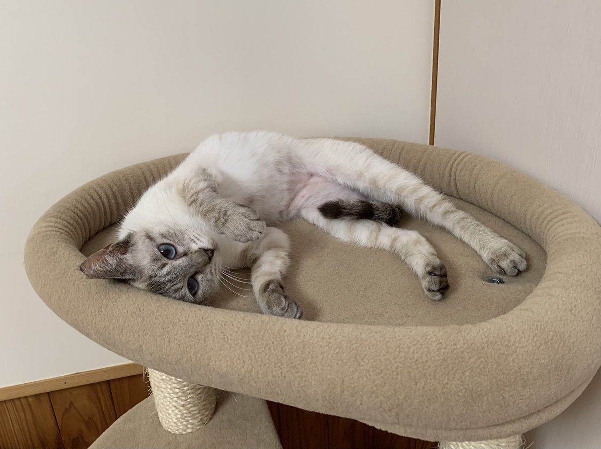 保護猫カフェうたたね tweet media