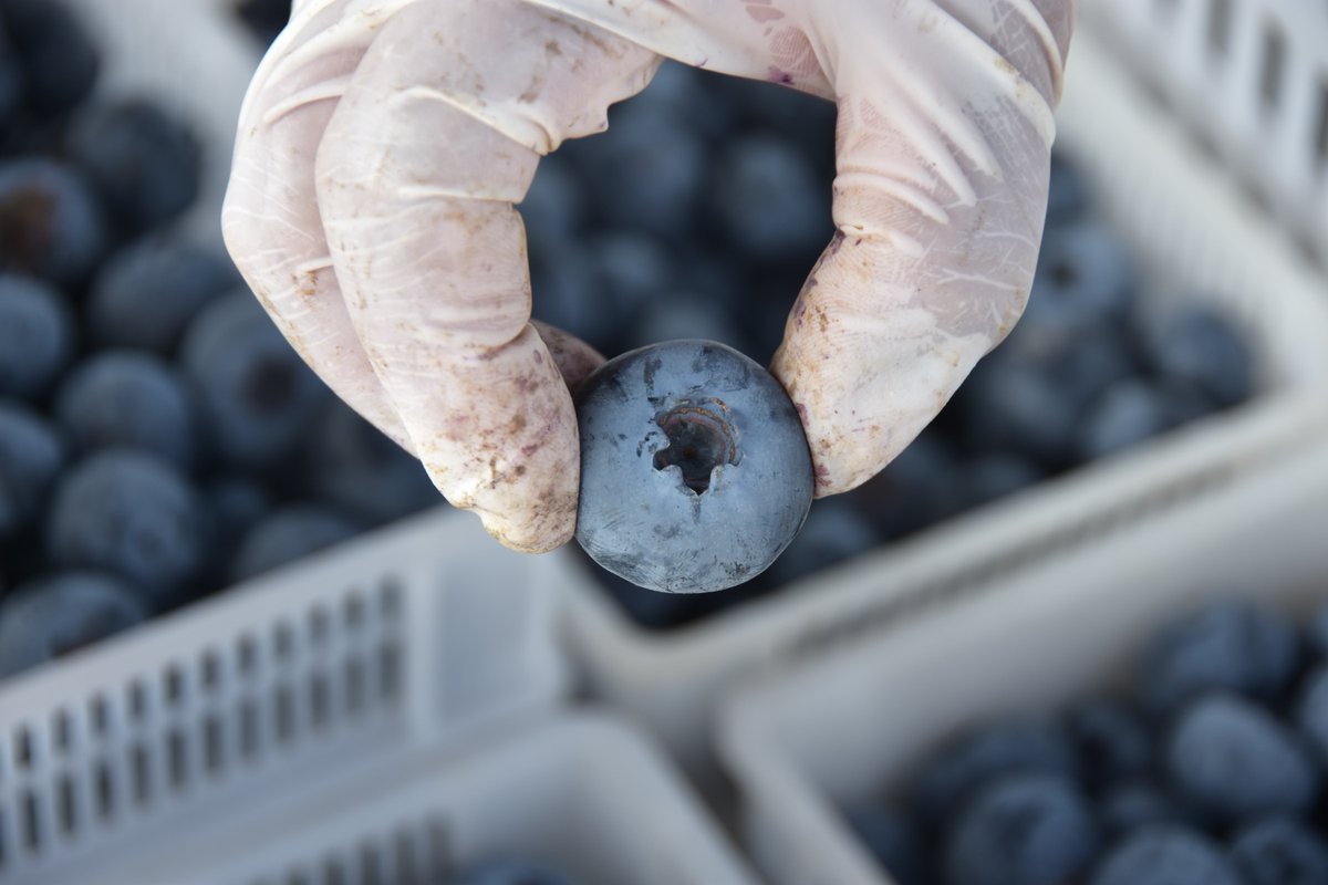 ChinaDaily's tweet image. "Blueberry freedom"!

#Blueberry prices across #China have dropped sharply in recent weeks as rapidly expanding domestic production floods the market, turning the once premium #fruit into a more affordable everyday snack.

A major turning point came around 2020, when new