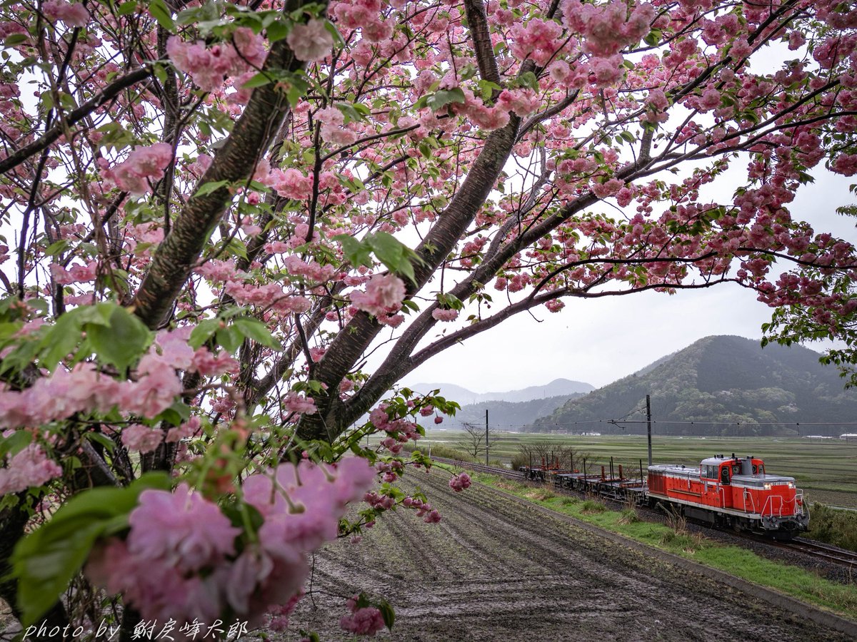 鮒戻峰太郎 tweet media