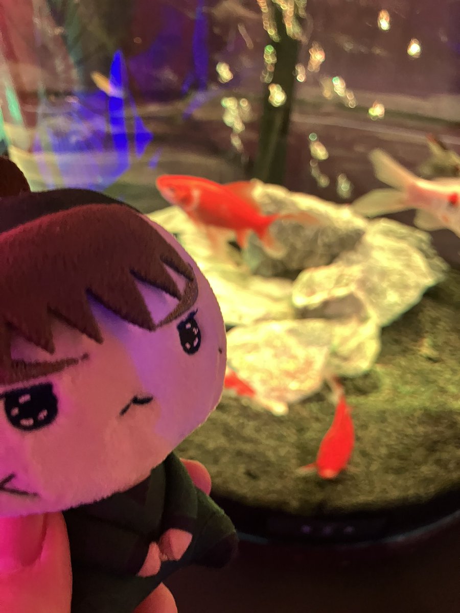 ぽちゃネコ🐱🍽 tweet media